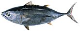 albacore tuna