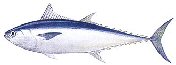 tongol or longtail tuna