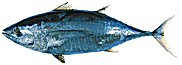 yellowfin tuna